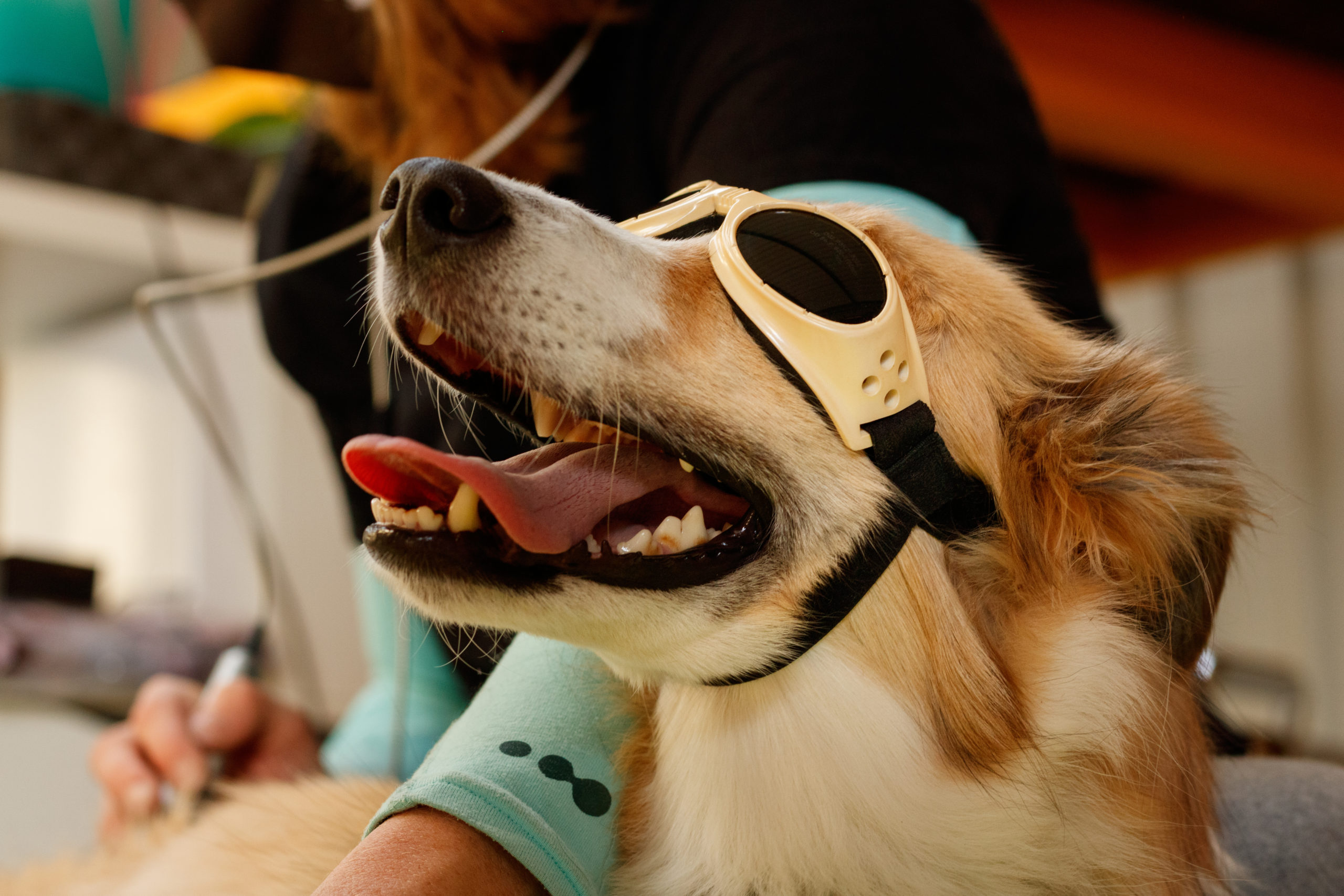 dog with laser therapy
