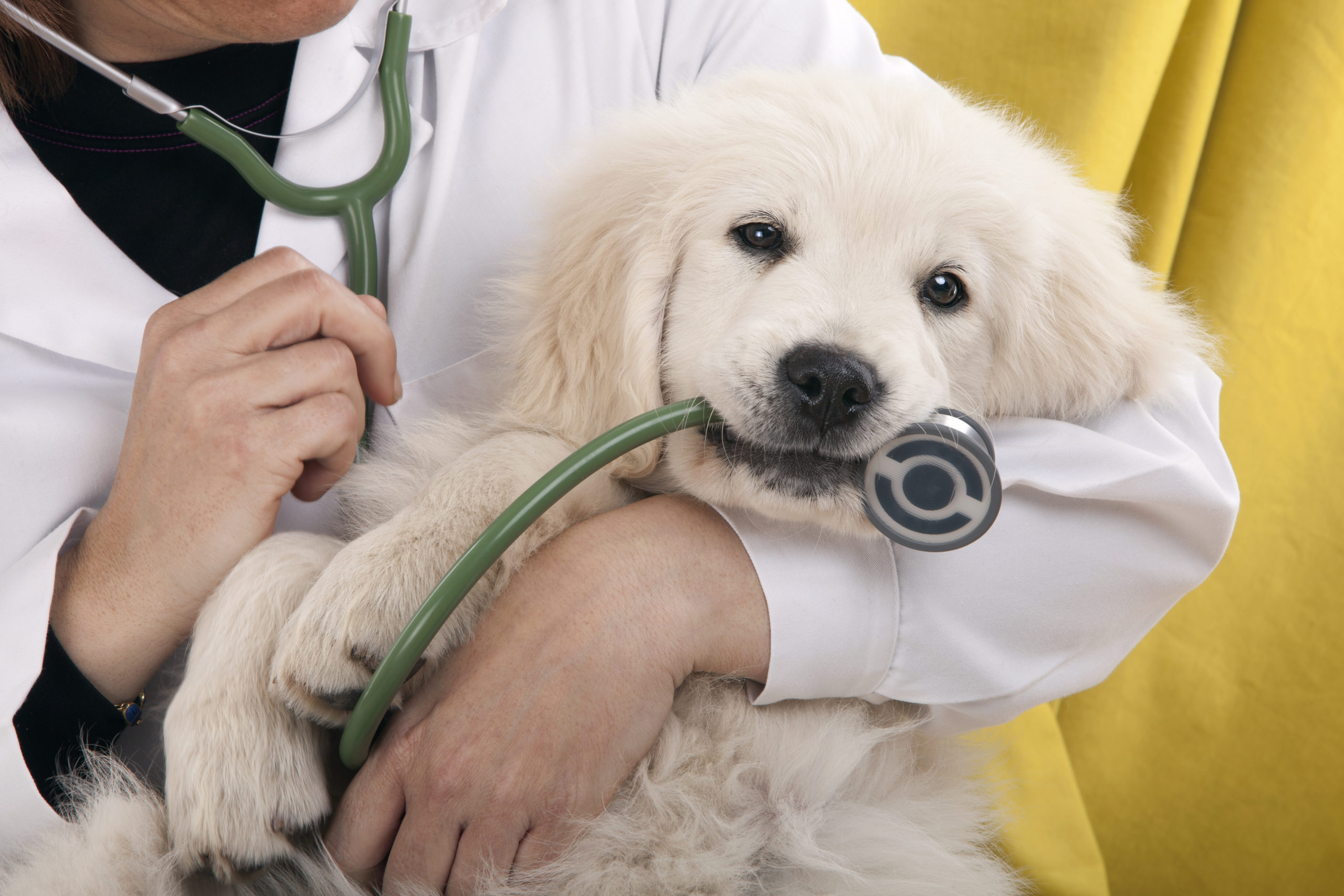 dog in doctor's arms