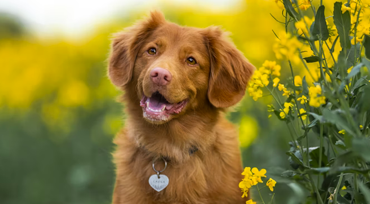 Dog sitting next to flowers
