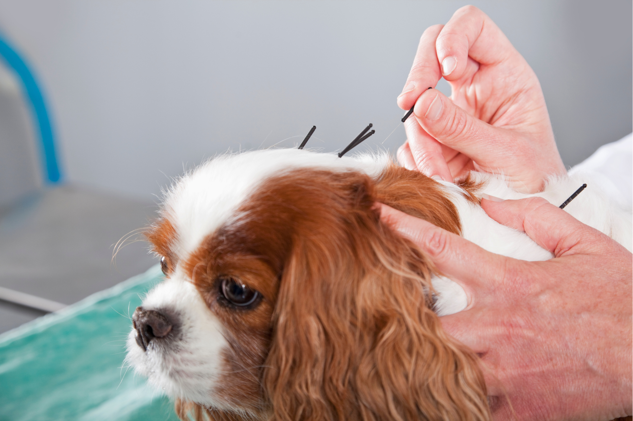 Dog Acupuncture